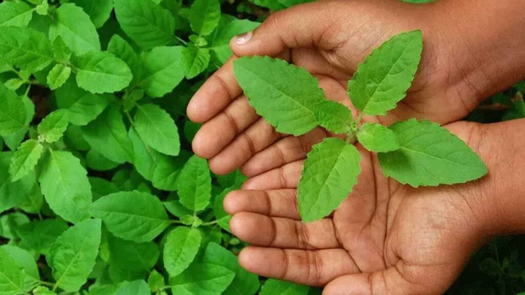 Home remedies for mouth ulcers